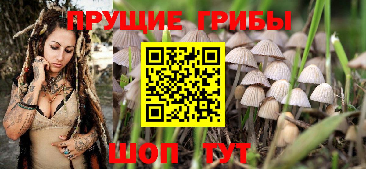 Александров  Галлюциногенные грибы MAGIC MUSHROOMS  сколько стоит  Вход с VPN 
